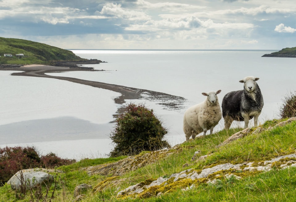 Sheep Seaside Hillside